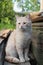 Cat in the Green Grass in Summer. Beautiful Red Cat with Yellow Eyes