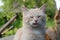 Cat in the Green Grass in Summer. Beautiful Red Cat with Yellow Eyes