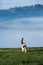 Cat in the Green Grass in Summer. Close up photo from a cute domestic cat playing outdoor