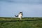 Cat in the Green Grass in Summer. Close up photo from a cute domestic cat playing outdoor