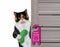 Cat with green mask closes hotel door