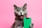 A cat with green smartphone