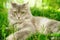Cat in green summer grass outside in garden. Grey long hair Ragdoll