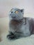 Cat Grey scottishfold is thinking