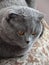 Cat Grey scottishfold is thinking