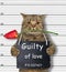 Cat guilty of love 2