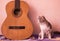 A cat and the guitar
