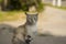 cat with half-closed eyes is sitting asphalt