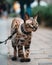 A cat with a harness on walking on a sidewalk. AI generative image.