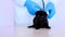 Cat health.Kitten and veterinarian.Medicine for animals.Baby kitten.Black lop-eared kitten with blue eyes in the hands