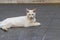A cat with Heterochromia iridis