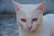 Cat Heterochromia Iridum in Corfu Island Greece