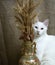 Cat with heterochromia iridum sitting beside a vase with wheat