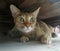 Cat hide under wooden cabinet