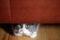 Cat hiding