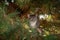 The cat is hiding among the needles on a pine branch