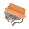 Cat Hiding Under Cardboard Box and Peeped Out From it Vector Illustration