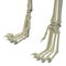Cat Hind Legs Anatomy Bones