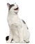 Cat hissing in front of white background