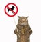 Cat holds dog prohibition sign