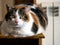 Cat on home office desk, indoors.