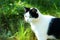 Cat hunter, waiting, cat in the grass, cat black and white color