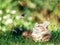 Cat hunting butterfly in grass. Siberian kitten