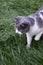 The cat hunting in green grass. Domestic cat on the lawn.