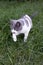 The cat hunting in green grass. Domestic cat outdoor.