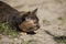 Cat hunting hiding in grass outdoors