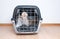 Cat inside of pet carrier transportation box