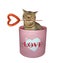 Cat inside pink round box 2