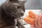 Cat is interested of fresh cooked langoustine.