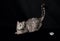 Cat isolated in dark background, Cat portrait close up, cat in studio with space for advertising and text, cat