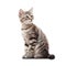 Cat isolated on white created with Generative AI. Cute kitten.