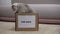 Cat jumping out of box for sale, charity funds for homeless pets, adoption