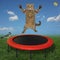 Cat jumps on round trampoline 2