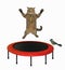 Cat jumps on round trampoline