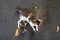 Cat with kitten baby on asphalt. Stray animal on street photo. Three color cat breed. Cute cat mother and baby