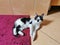 Cat, kitten, black and white, lying on carpet and tile