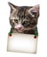 Cat Kitten Blank Card