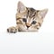 Cat kitten hanging over blank poster or board