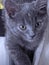 Cat kitten pet animal grey nose cute wildcat