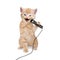 Cat kitten singing into microphone