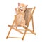 Cat / kitten sitting in deck chair / Sunlounger