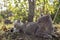 A cat and a kitten sleep in the shade of a tree, in the countryside, on a summer day