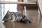 Cat kitten sleep on wood floor