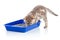 Cat kitten in toilet tray litterbox isolated