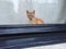 Cat Kitten waiting window
