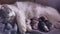 Cat and kittens. cat feeds newborn kittens. the cat gives birth parturition to kittens. kitten playing sleeps. suck